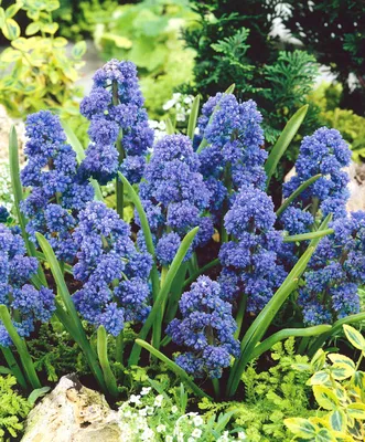 Мускари (Muscari) - «Мускари - неприхотливое многолетнее луковичное  растение» | отзывы