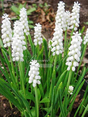 Мускари Белый / muscari White - Луковицы мускари - купить недорого мускари  в Москве в интернет-магазине Сад вашей мечты