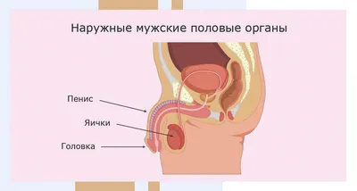 Анатомия и функционирование мужской репродуктивной системы