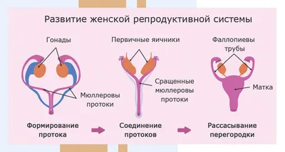 Анатомия женской репродуктивной системы: особенности устройства и функции