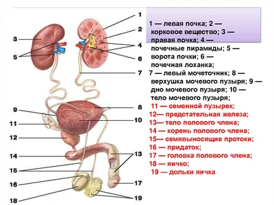 Строение женских и мужских половых органов. Зачатие, беременность -  презентация онлайн