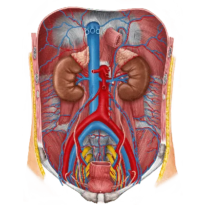 Мочевыделительная система - Kenhub