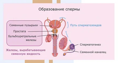 Анатомия и функционирование мужской репродуктивной системы