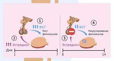 Женские внутренние половые органы - Проблемы со здоровьем у женщин -  Справочник MSD Версия для потребителей