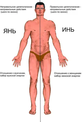 Тайны пола. Мужчина и женщина в зеркале эволюции Марина Бутовская - купить  книгу Тайны пола. Мужчина и женщина в зеркале эволюции в Минске —  Издательство Век 2 на OZ.by