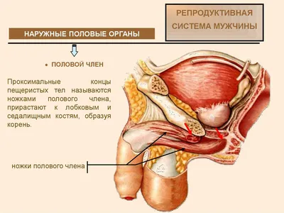 Инородное тело в кишечнике. Лечение: извлечение из кишечника инородных  предметов.