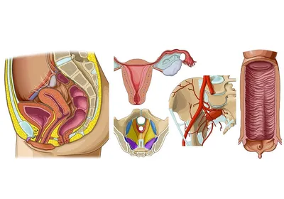 Строение женской репродуктивной системы и таза: иллюстрации с надписями |  e-Anatomy