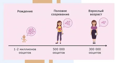 Как устроена женская репродуктивная система - Remedi