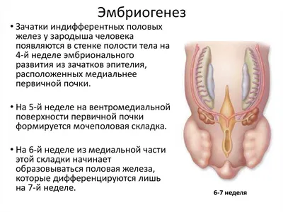 Половые органы (мужские и женские), их развитие, вариации и аномалии -  презентация онлайн