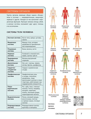 Грибок в интимной зоне: заболевания, лечение, препараты