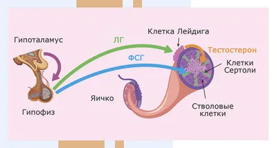 Анатомия и функционирование мужской репродуктивной системы