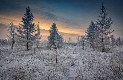 Начало зимы. Фотограф Петр Косых