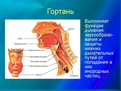 8 Надгортанник. Курс по вокалу - YouTube