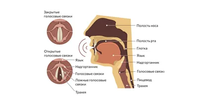 Анатомия горла и носа рта стоковое изображение. изображение насчитывающей  надгортанник - 209205595