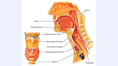 Ужасный и молниеносный эпиглоттит | ВКонтакте