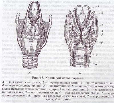 Подскажите пожалуйста это норма? очень переживаю. - Советчица