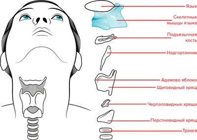 Глотка: функции, строение, особенности, где находится, роль