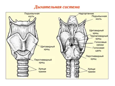 Фонетика и фонология русского языка | Педагогический факультет Университета  им. Масарика