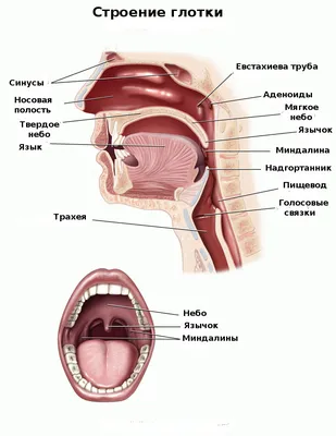 Рак горла – диагностика, лечение, удаление новообразований в Москве