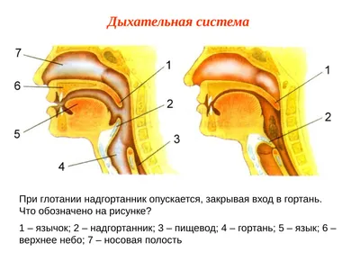 Надгортанник рисунок - 70 фото