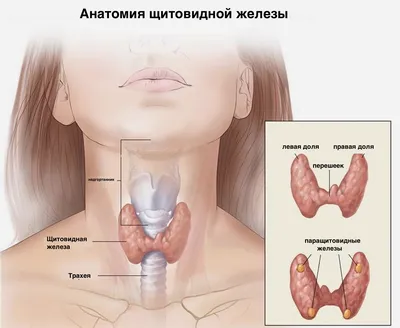 План горло это - 85 фото