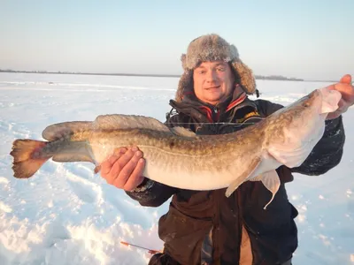 Средиземноморский морской налим