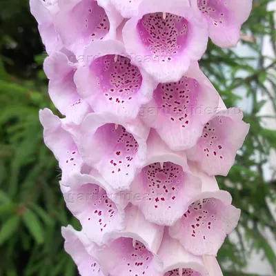 Наперстянка пурпурная как многолетник в садовом дизайне - GARDENIDEA