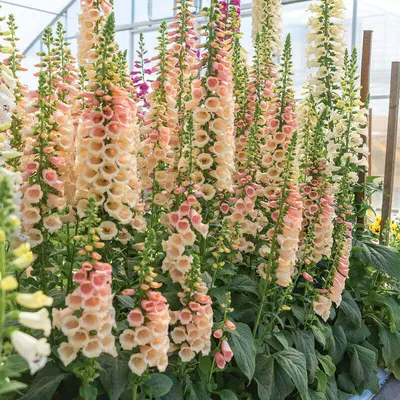 Наперстянка пурпурная (Digitalis purpurea) Снежная вершина – семена