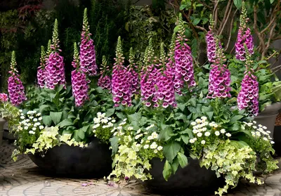 ❀ Наперстянка: популярные садовые формы и сорта | GreenMarket