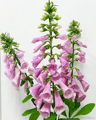 Наперстянка пурпурная - Наперстянка - Травянистые растения для открытого  грунта - GreenInfo.ru