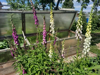 Семена наперстянки пурпурной (Digitalis purpurea) 1000 семян OGOROD – фото,  отзывы, характеристики в интернет-магазине ROZETKA от продавца: семена от  Сергеича | Купить в Украине: Киеве, Харькове, Днепре, Одессе, Запорожье,  Львове