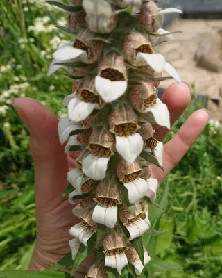 Наперстянка крупноцветковая (Digitalis grandiflora) | BOTSAD.BY