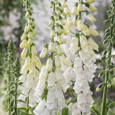 Наперстянка крупноцветковая (Digitalis grandiflora) купить в Москве по  низкой цене из питомника, доставка почтой по всей России | Интернет-магазин  Подворье