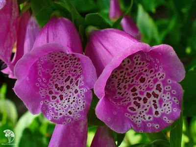 Наперстянка пурпурная (Digitalis purpurea) Снежная вершина – семена