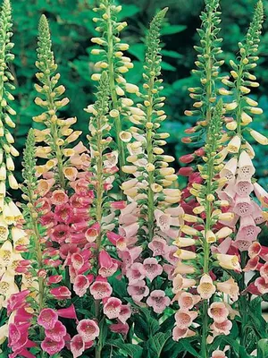 Наперстянка железистая Gelbe Herold (Digitalis ferruginea) - купить за 250  руб. в СПб - 5plusroses.ru декоративные и плодовые растения для сада и  огорода