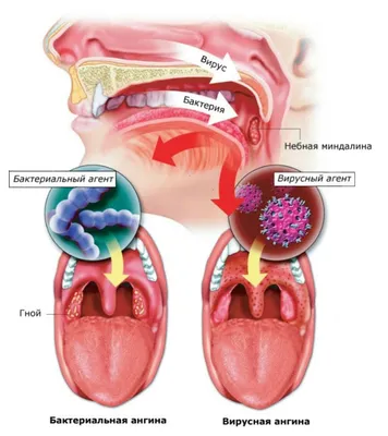 Туловище - vet-Anatomy - IMAIOS