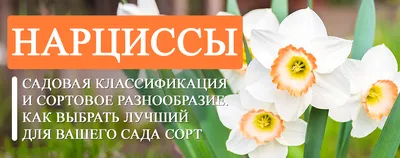 Тюльпаны и желтые нарциссы букеты с доставкой по Москве. Цена: 11900 руб в  интернет-магазине Centre-flower.ru