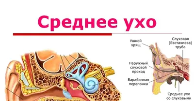 Наружный некротический (злокачественный) отит, лечение в Москве