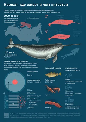 Нарвал: популяция и образ жизни - Инфографика ТАСС