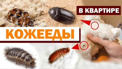 Кожеед в квартире: описание, фото, личинки и укусы