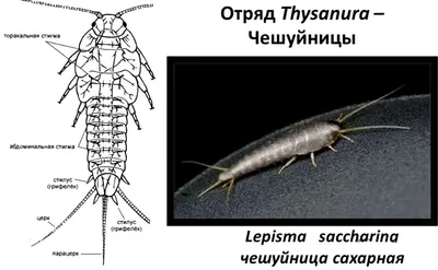 В Костанае расплодились насекомые, соседствующие с человеком и живущие за  его счёт - КН