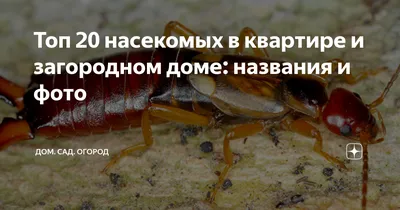 Как избавиться от мошек в квартире: быстро, народными и химическими  средствами