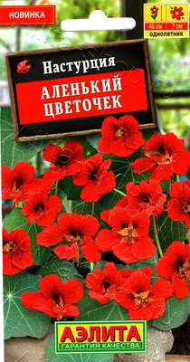 Настурция: куда ее посадить в цветнике и как ухаживать | Чудогрядка.рф |  Дзен