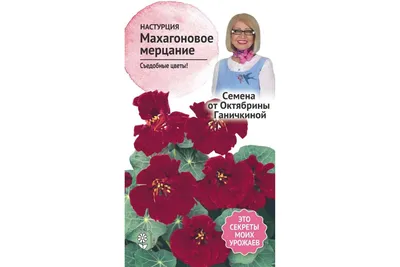 Настурция компактная махровая Шелковый путь смесь окрасок \"Аэлита\" - « Настурция компактная со съедобными цветочками, но этих цветочков я толком и  не дождалась, зато очень много зелени» | отзывы