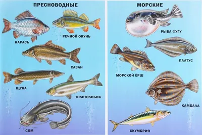 Let's go fishing! Инфографика: виды рыб на английском