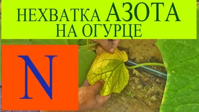 Заболели огурцы? Присмотритесь внимательно к плодам и листьям | Садовая  коллекция Натальи | Дзен