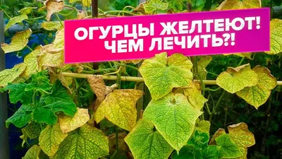 Почему огурцы растут кривыми и что с этим делать? - На пенсии