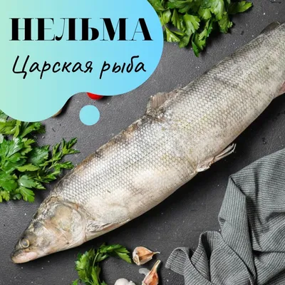 Нельма - hozyainmorei.com