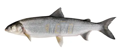 Рыба нельма - 71 фото