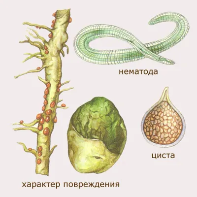 Нематоды в саду. Как их распознать?